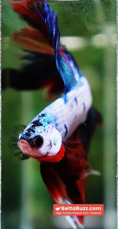 Betta fish Multicolor Fancy Candy OHM - Image 8