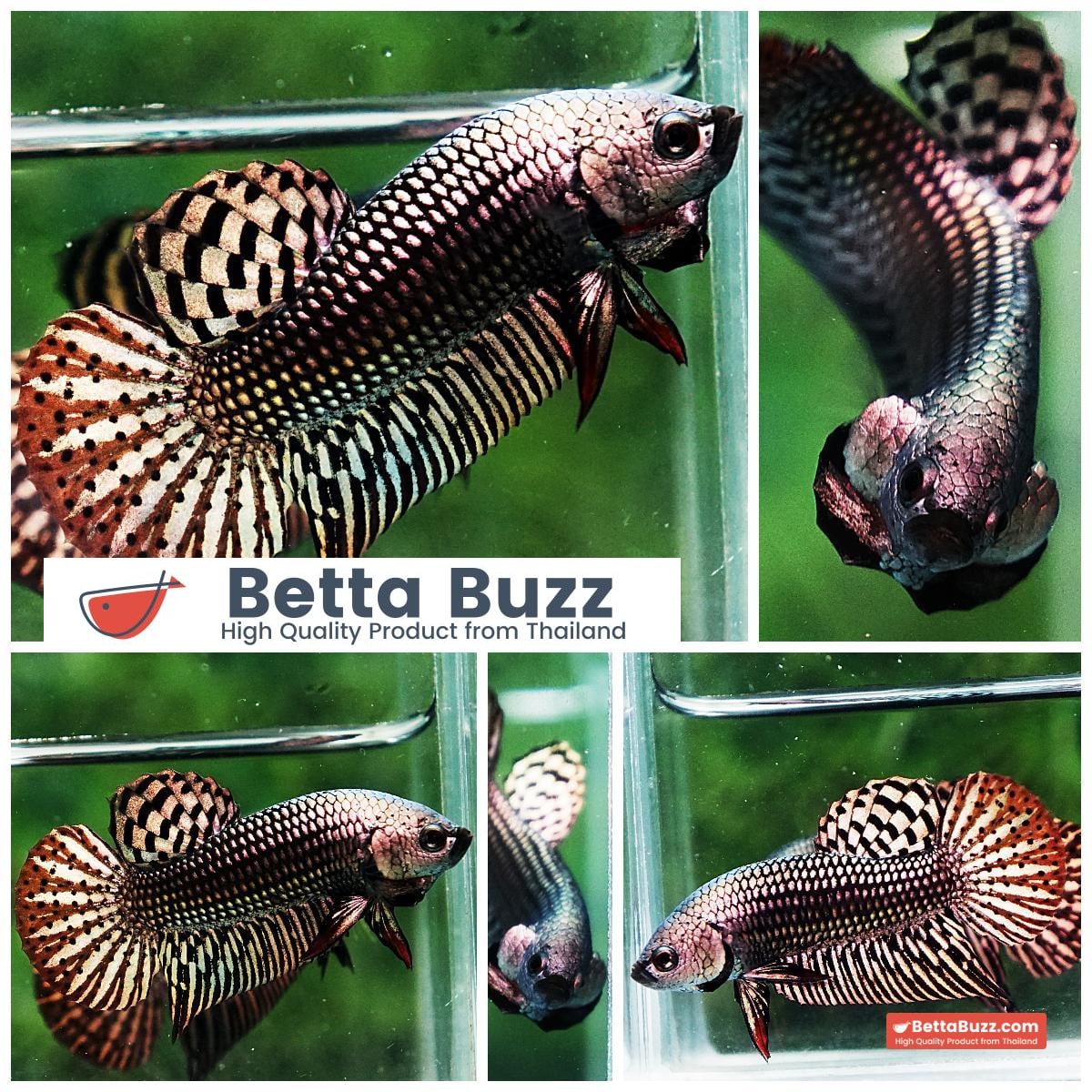 Betta fish Wild Hybrid Tiger Copper Gold Series