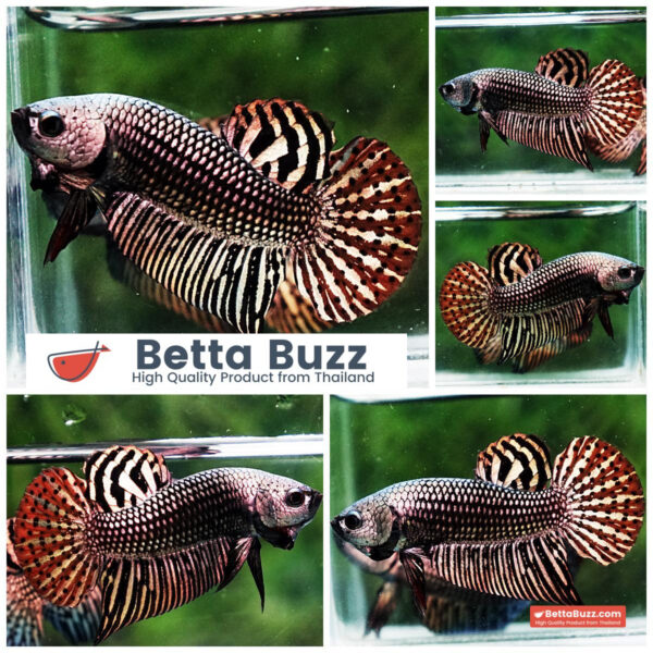 Betta fish Wild Hybrid Tiger Copper Gold Series