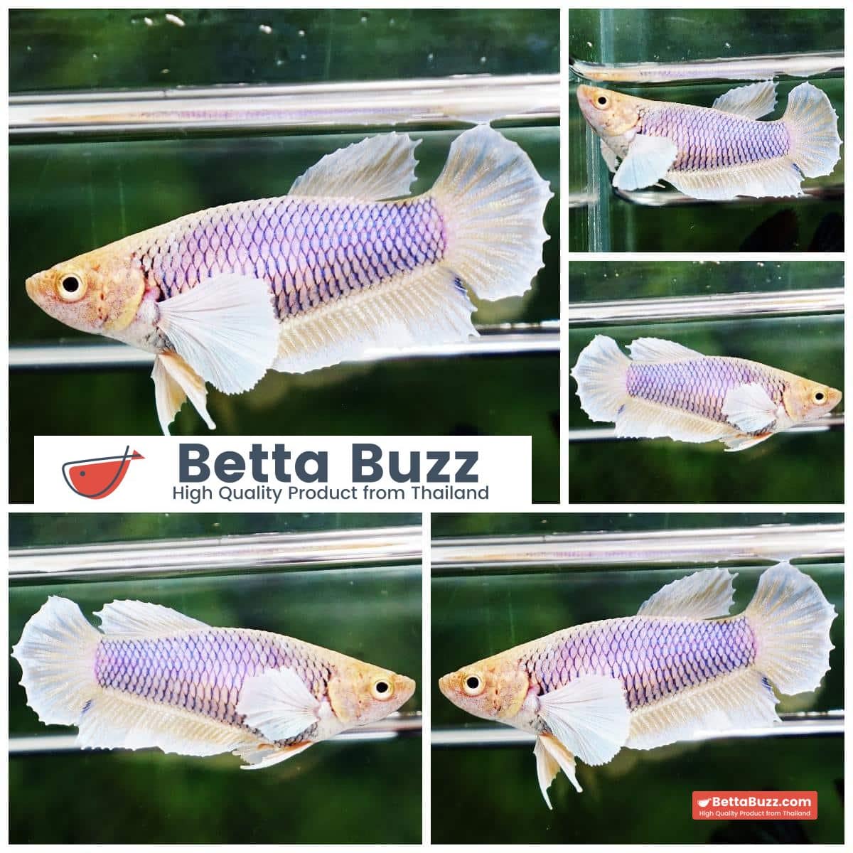 Betta fish Female HMPK Yellow Pink Net Dumbo