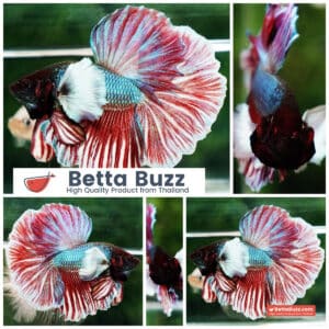 Betta fish HM Red Emerald Salamander Dumbo Rosetail