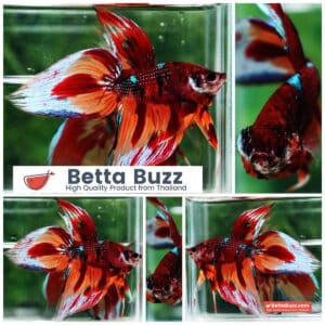Betta fish Blaze Burn VT (Comp Grade)