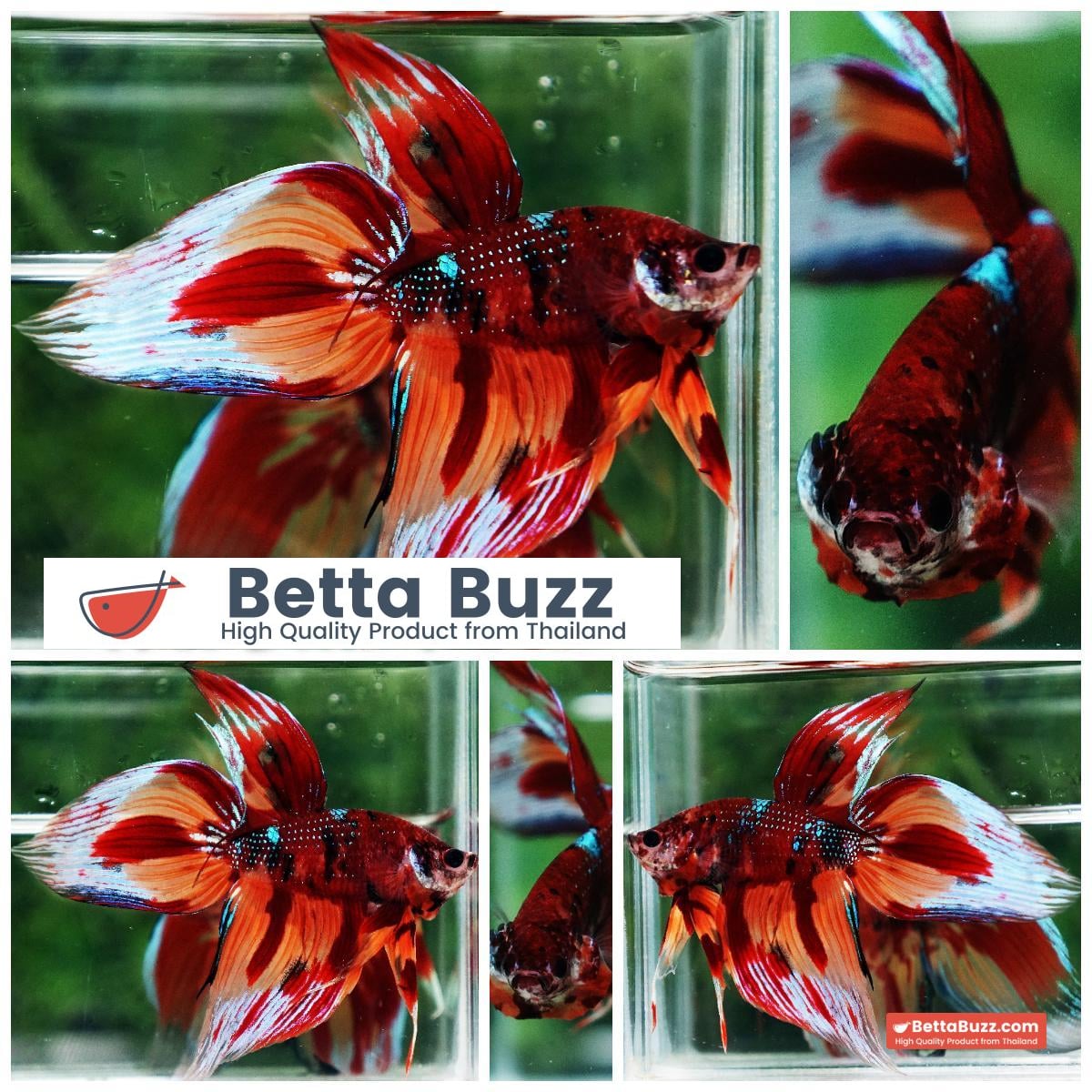 Betta fish Blaze Burn VT (Comp Grade)