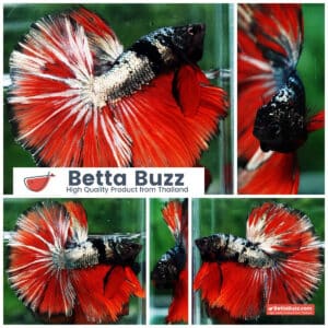 Betta fish Hell Caraxes Copper Warrior OHM