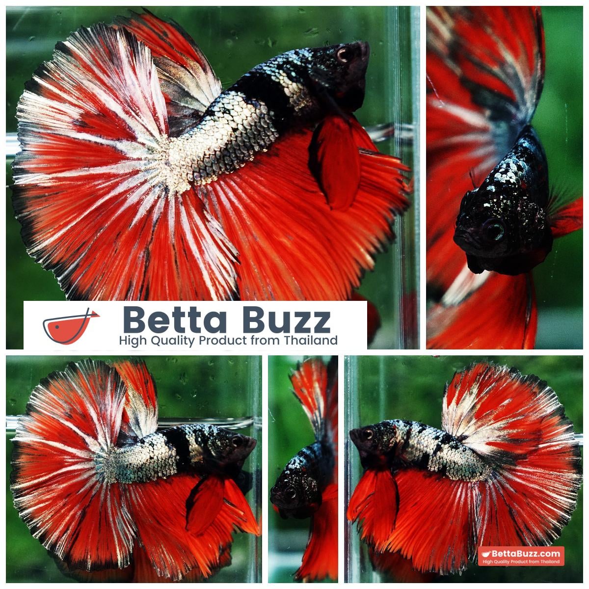 Betta fish Hell Caraxes Copper Warrior OHM