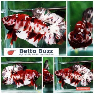 Betta fish Copper Red Koi Star HMPK