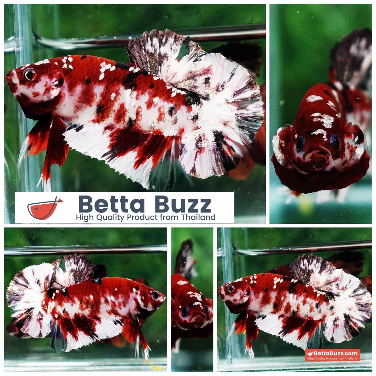 Betta fish Copper Red Koi Star HMPK