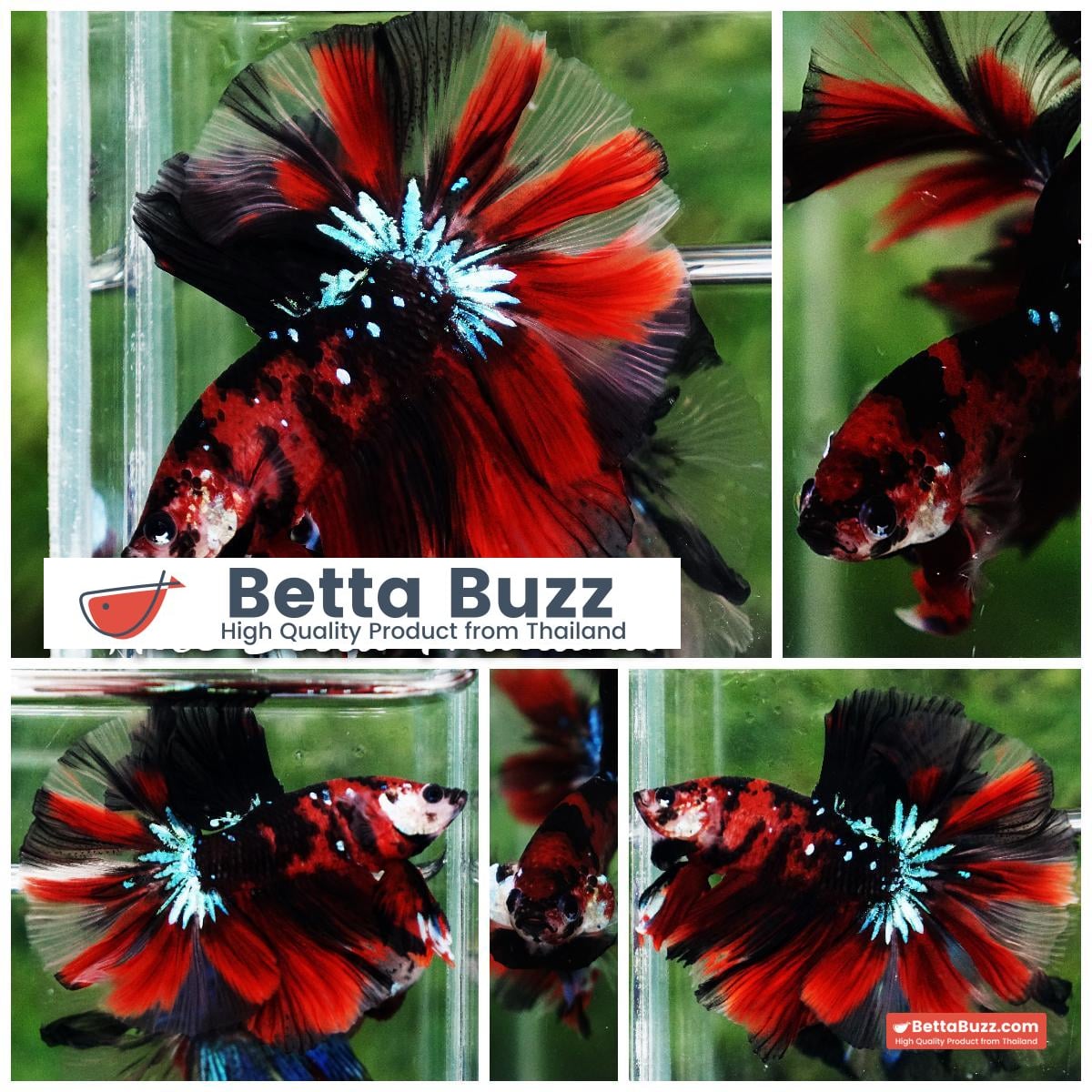 Betta fish Red Tiger Koi OHM