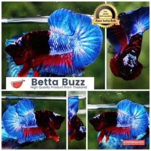 Betta fish Premium Hell boy Merman HMPK (Ultra Rare)