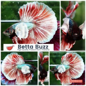 Betta fish Ruby & Gem Salamander Dumbo HM