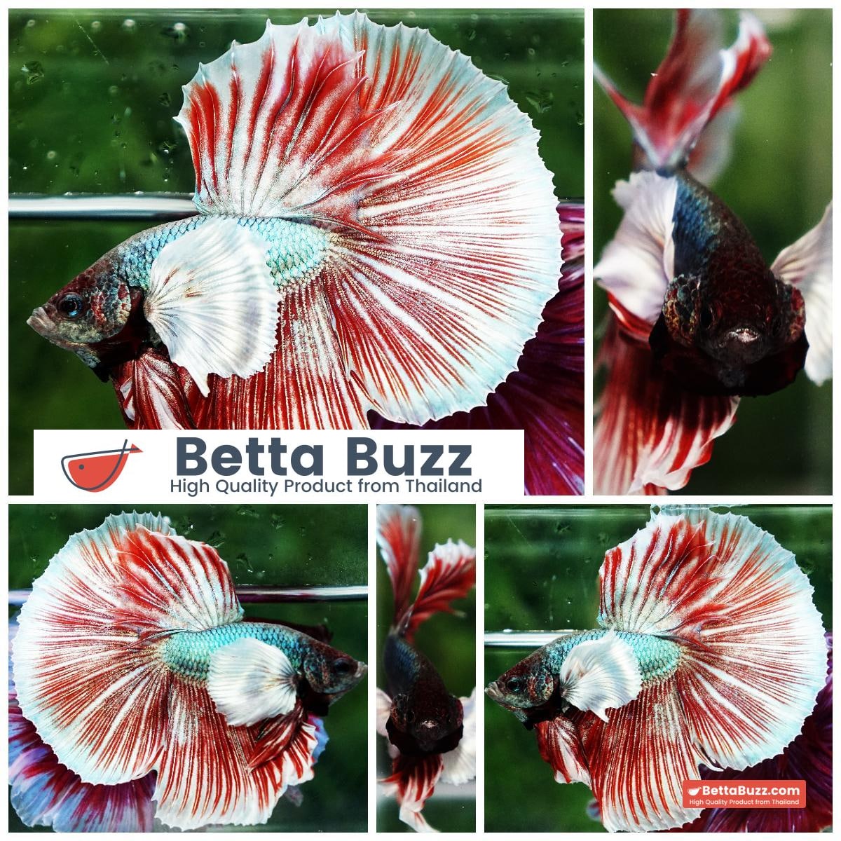 Betta fish Ruby & Gem Salamander Dumbo HM