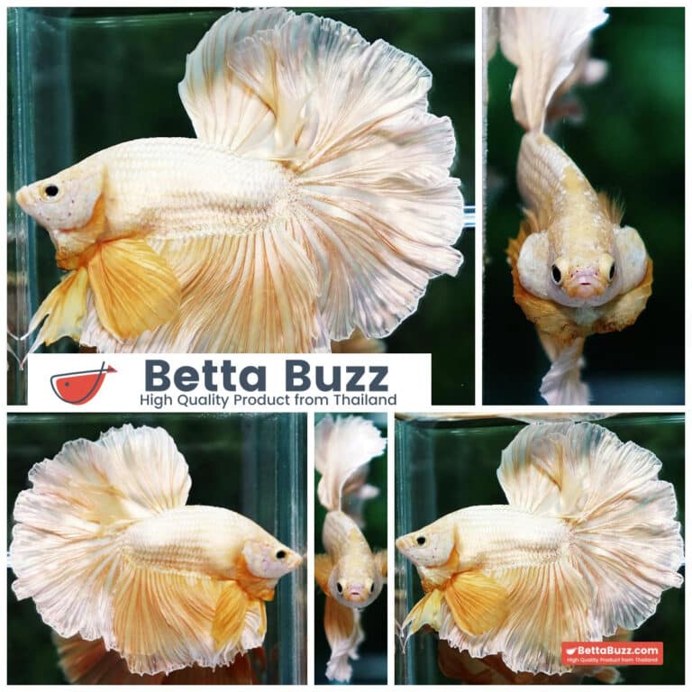 Rosetail Betta Fish for Sale Betta Buzz