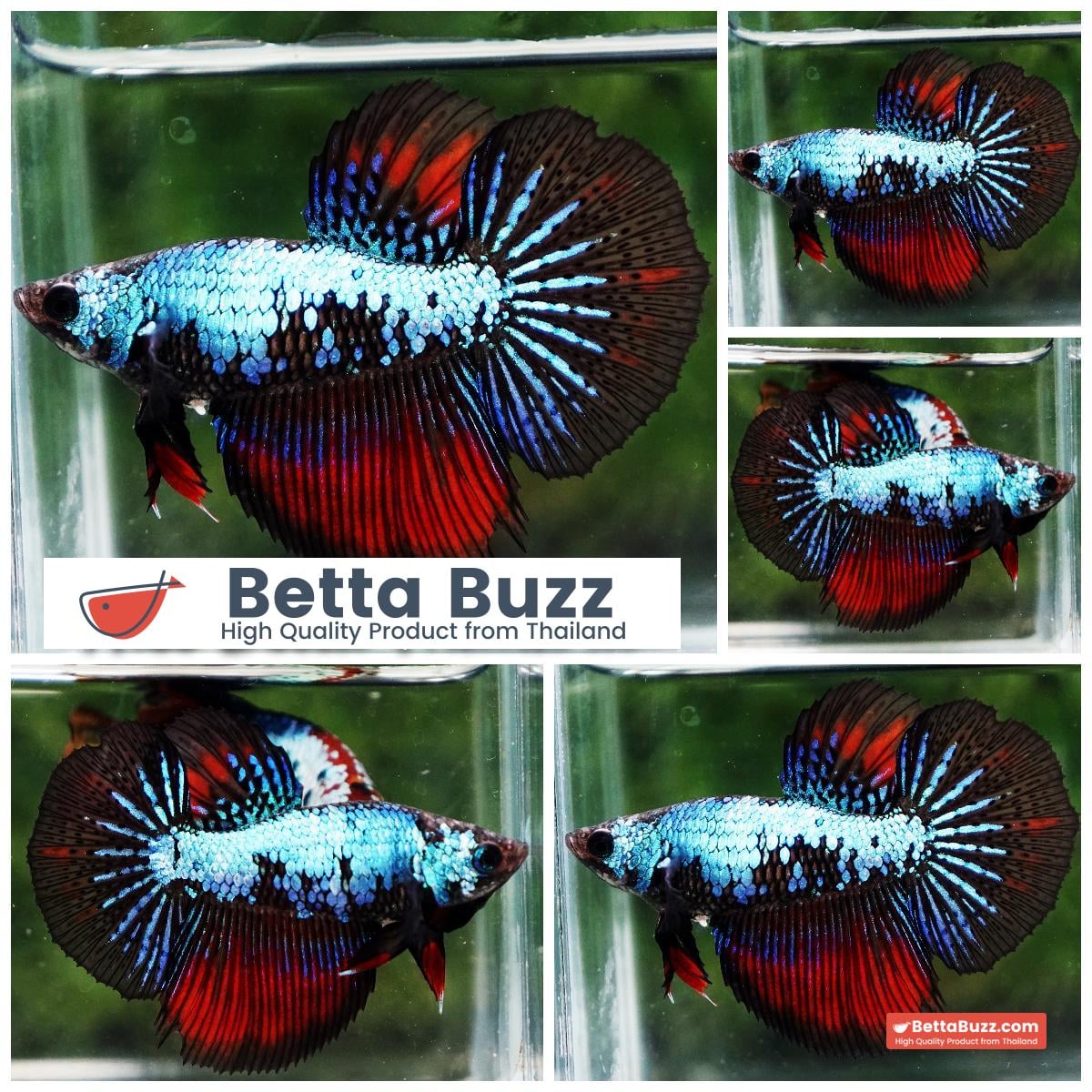 Betta fish Queen of Blue Warrior On Fire HM