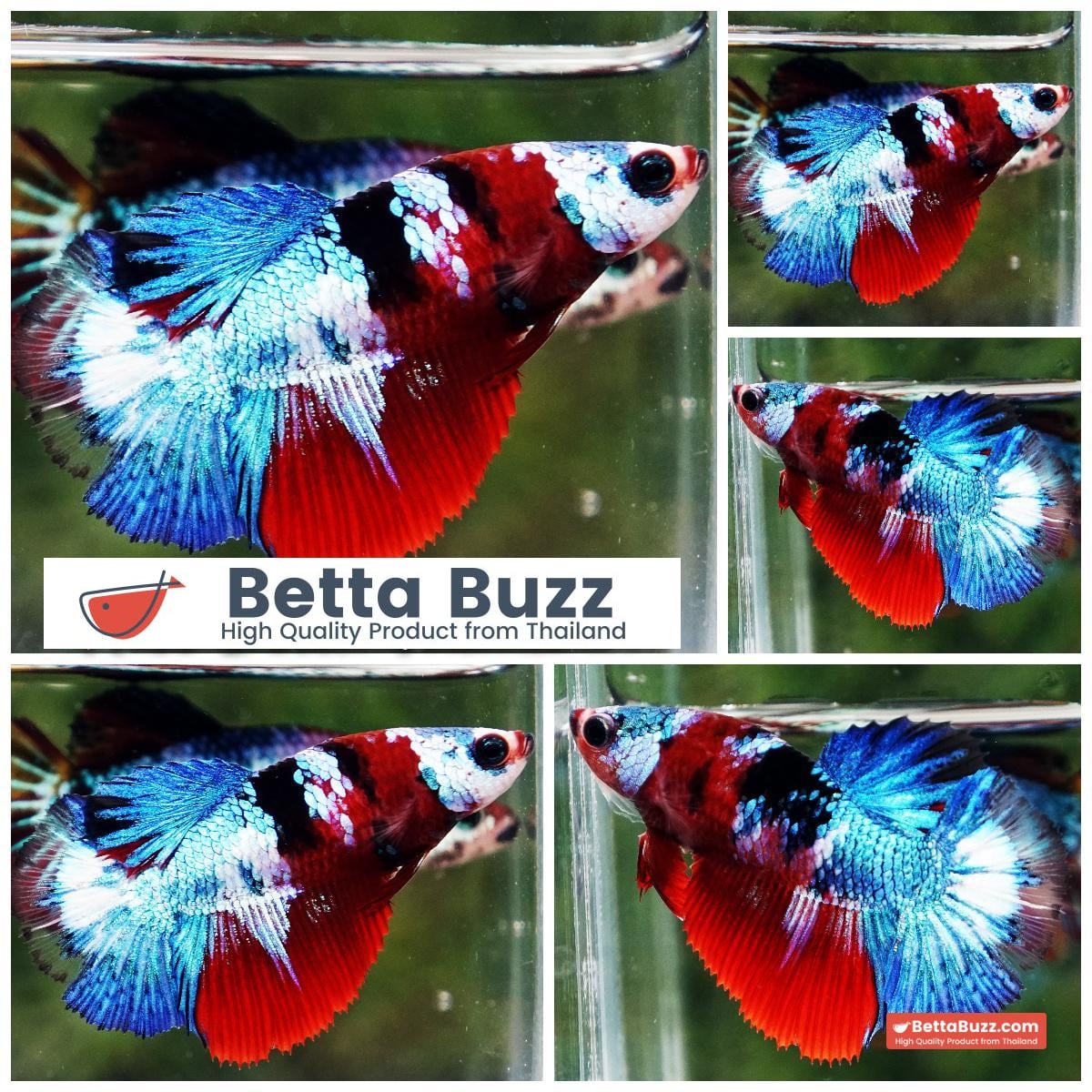 Betta fish Female Full Helmet Fancy Koi HM