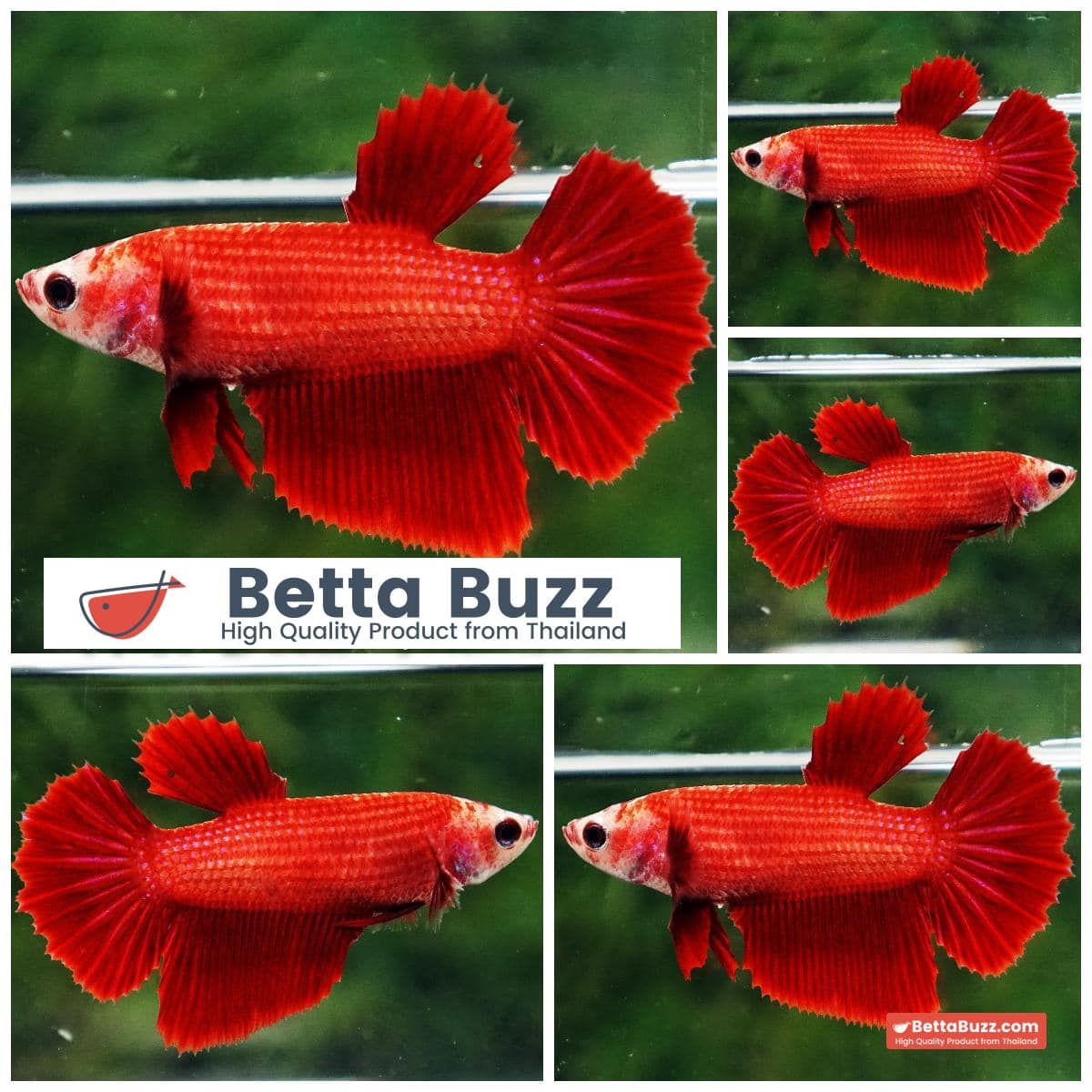 Betta fish Female Clean Super Red HM