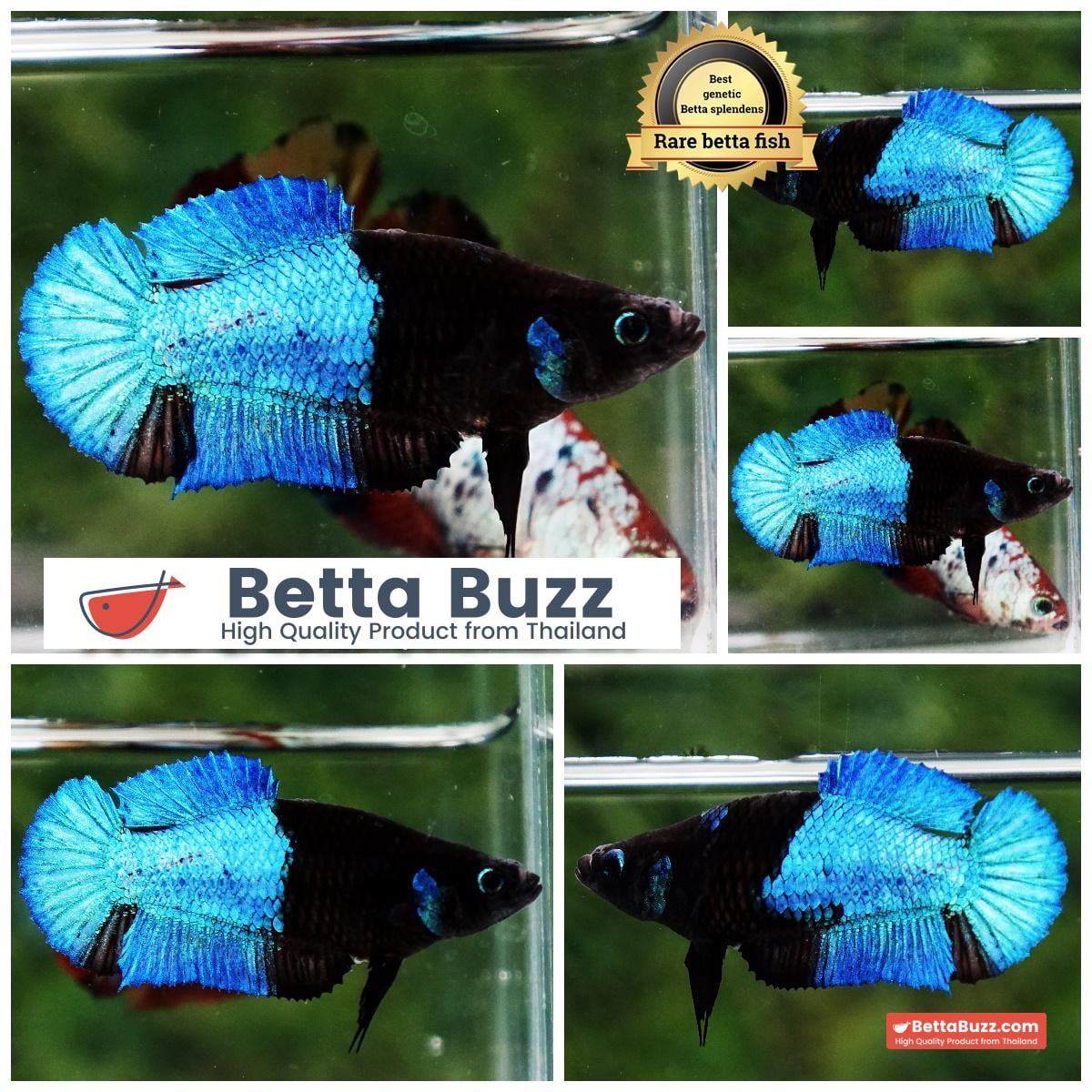 Premium Mermaid Warior HMPK (Rare)