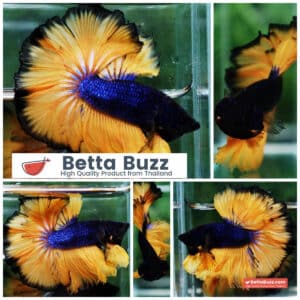 Betta fish Blue Black Head Pumpkins Mustard Gas Hawk OHM
