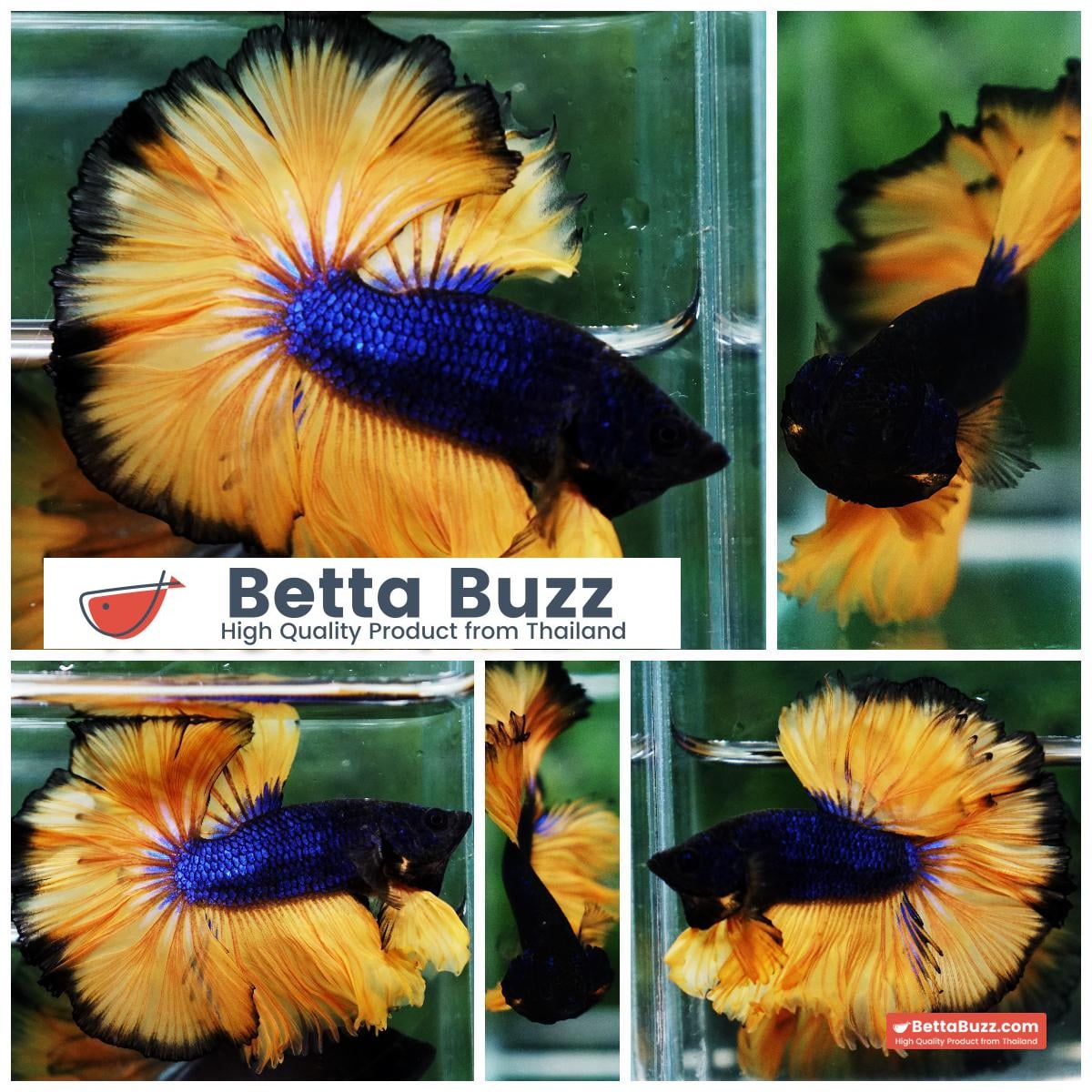 Betta fish Blue Black Head Pumpkins Mustard Gas Hawk OHM
