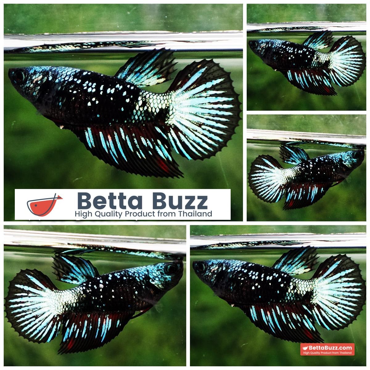 Betta fish Queen Warriors Black Light Star HM