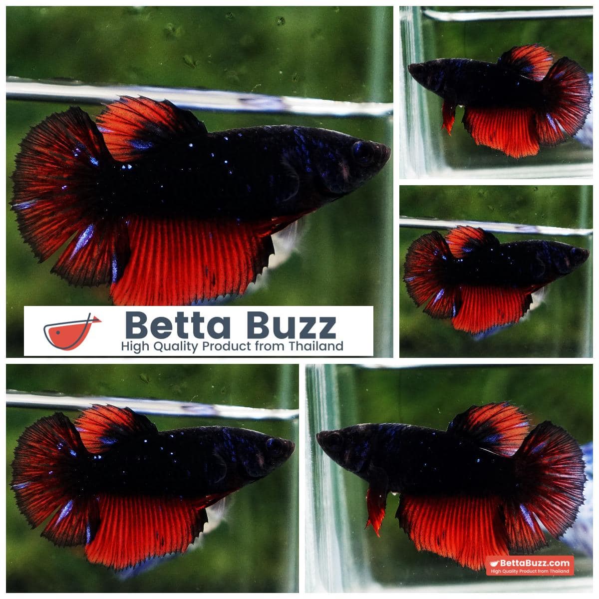 Betta fish Black Hole On Fire Warrior HM