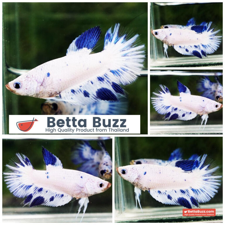 Betta fish Female Blue Marble Star HM