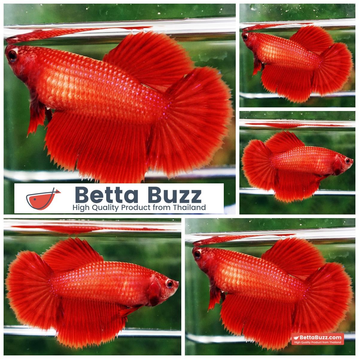 Betta fish Female Perfect Deep Clean Super Red HM