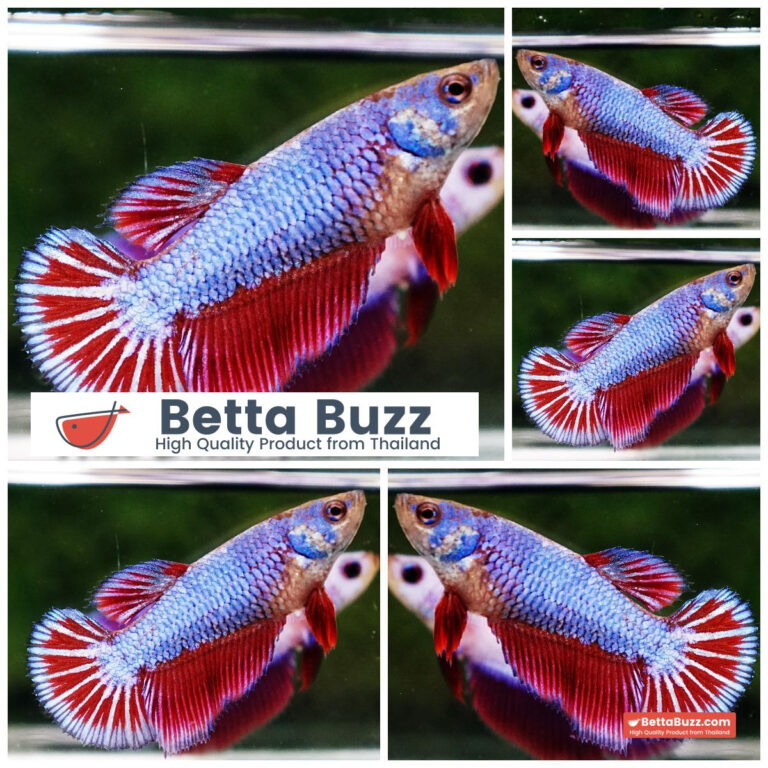 Betta fish Female Purple Lavender HM