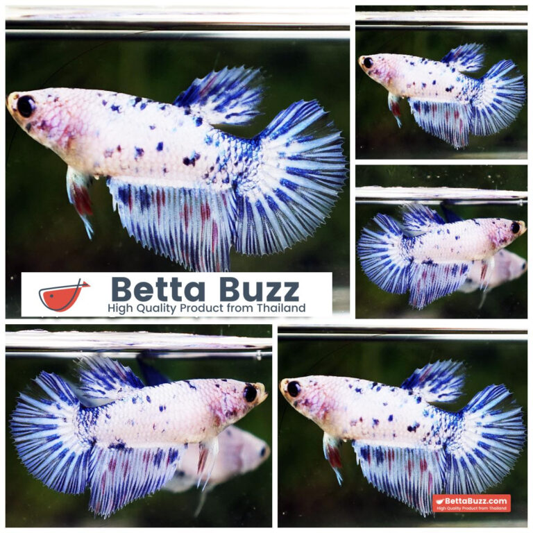Betta fish Female Red Blue Dot Star Ring HM