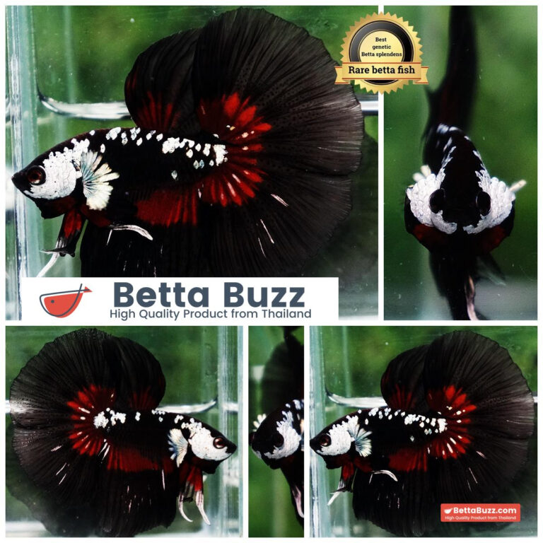 Betta fish Rare Vampire Shadow Black Samurai Butterfly HM
