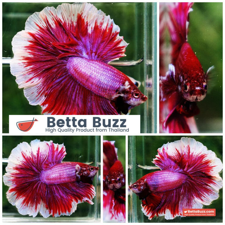 Betta fish Pink Lily Poison Rosetail OHM
