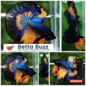 Betta fish Classic Blue Mustard Gas Black Ring OHM