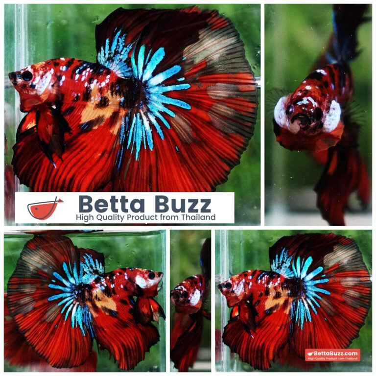 Betta fish King Multicolors Candy Star OHM