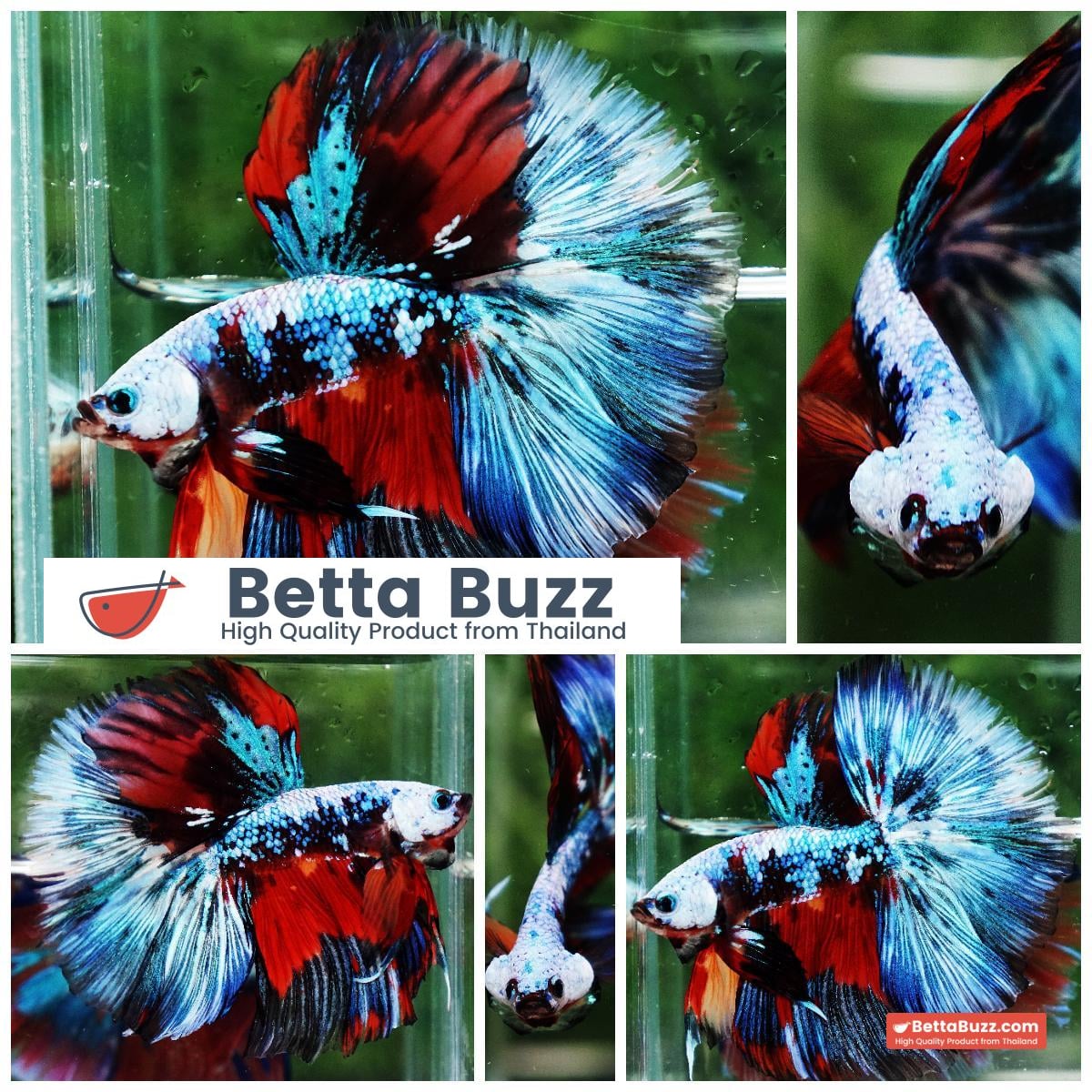 Betta fish Competition grade Multicolors Warirors OHM