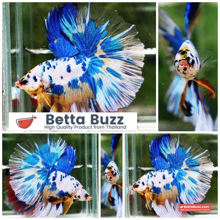 Betta fish Prince of Yellow Blue Dot Marble OHM (Large Size)