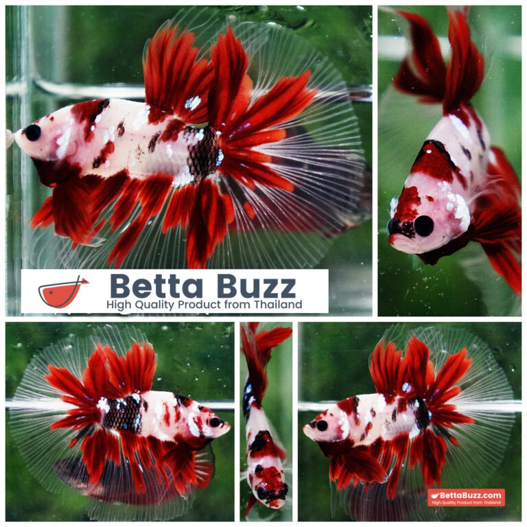 Betta fish Red Koromo Koi HM