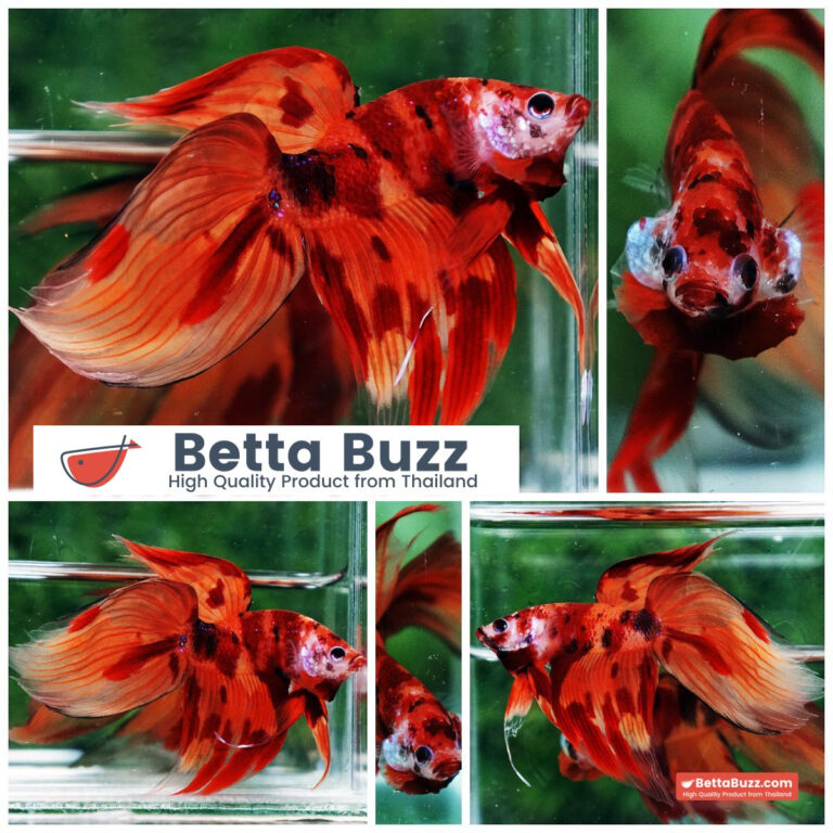 Betta fish Blaze Burn Fier VT
