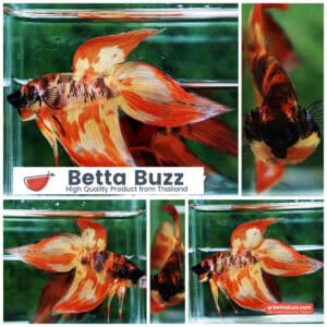 Betta fish Prince Phoenix Blaze Burn On Fire VT (Comp Grade)