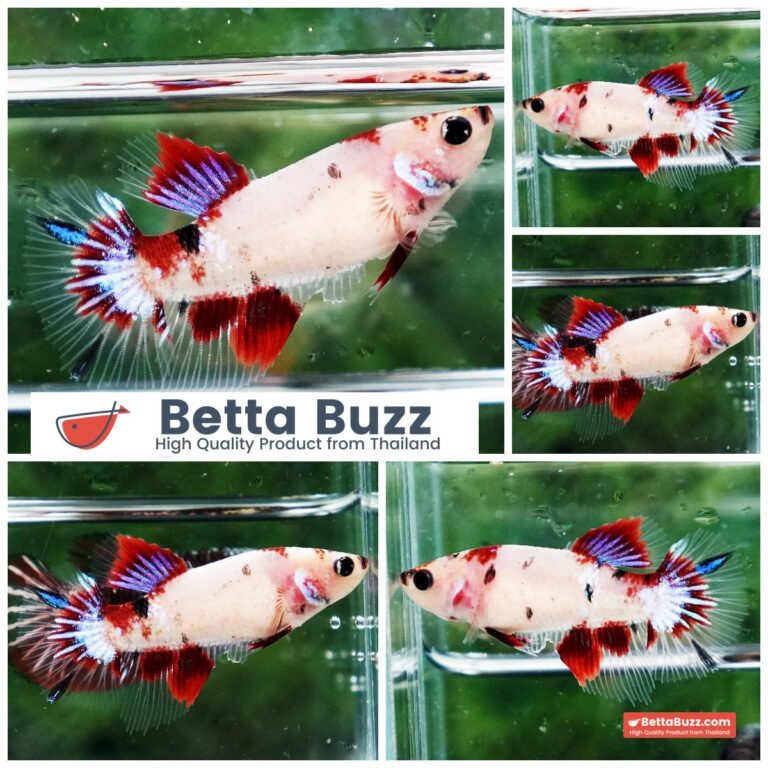 Betta fish Female Red Koromo Koi