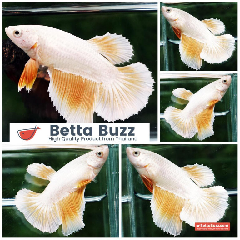 Betta fish Female Gold Dragon HM