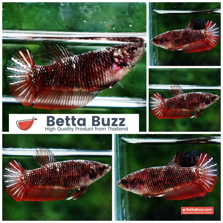 Betta fish Female Hell Girl Warriors HMPK