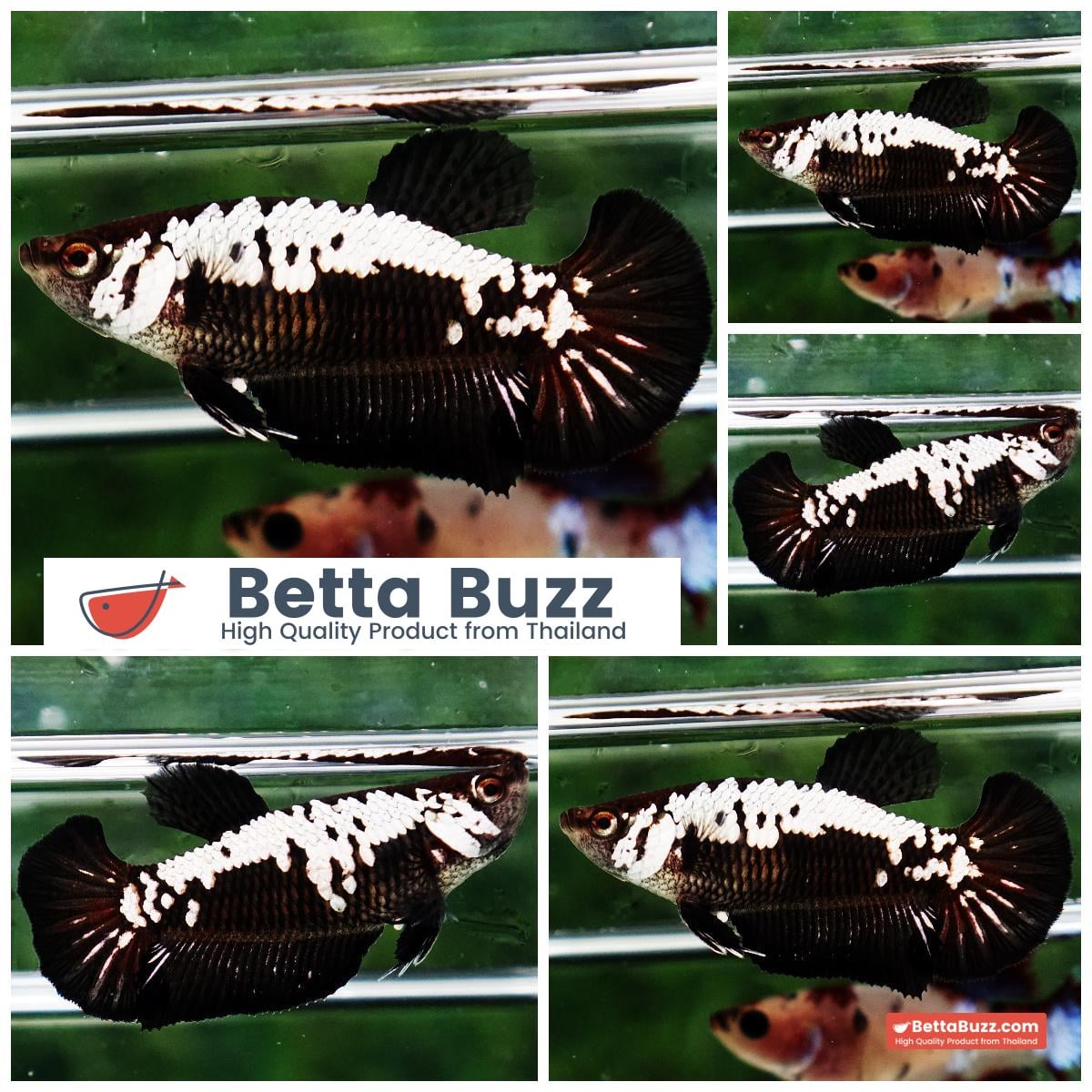 Betta fish Shadow Black Star Samurai HM