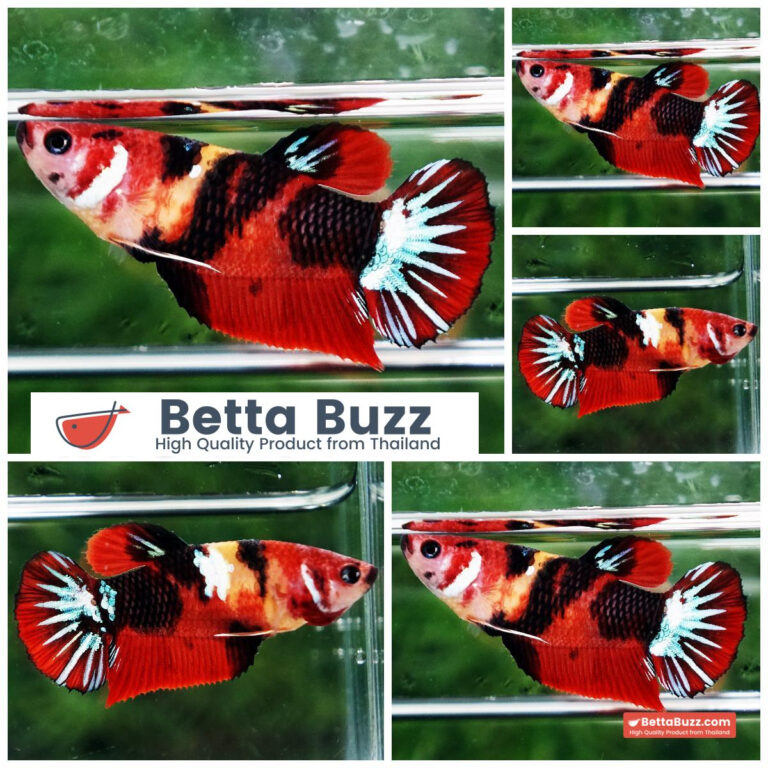 Betta fish Female Candy Nemo Star HMPK