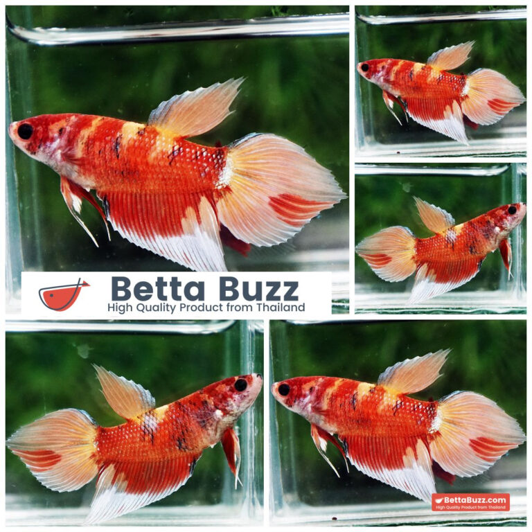 Betta fish Female Blaze Burn On Fire VT