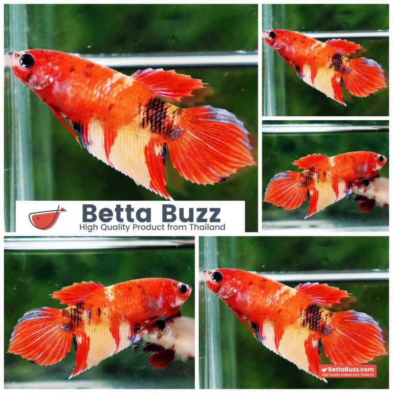 Betta fish Female Phoenix Blaze Burn On Fire VT