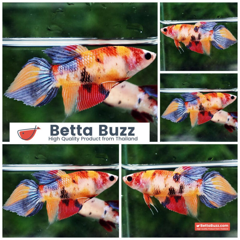 Betta fish Female Multicolor Candy Nemo VT