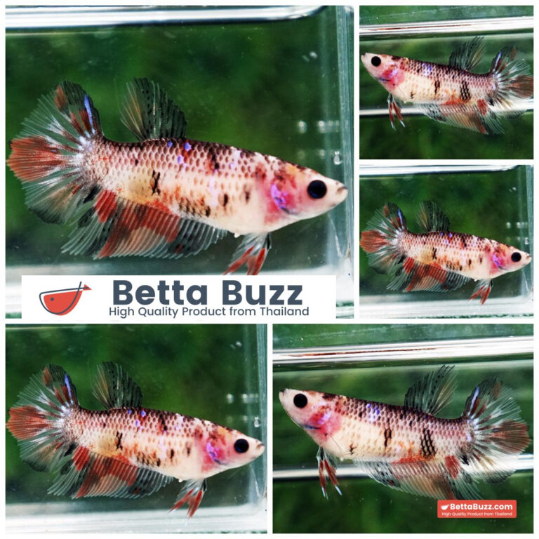 Betta fish Ki Utsuri Koi HM