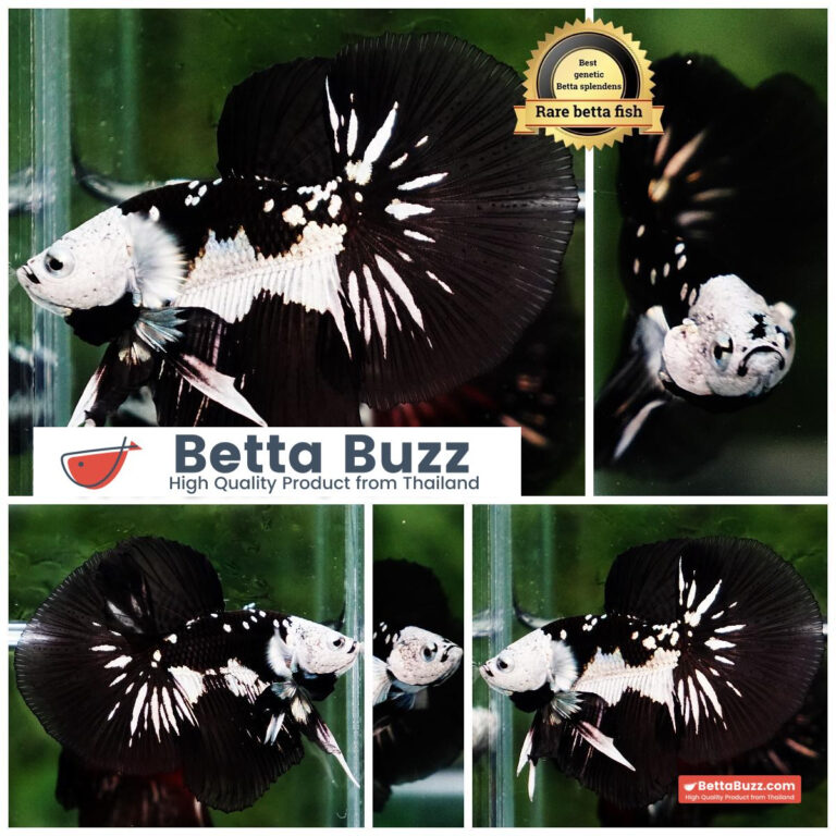 Betta fish Premium Helmet Shadow Black Star Killer Samurai HM (Ultra Rare)