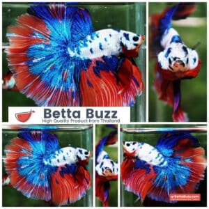 Betta fish Magical Pink Blue Marble Series OHM