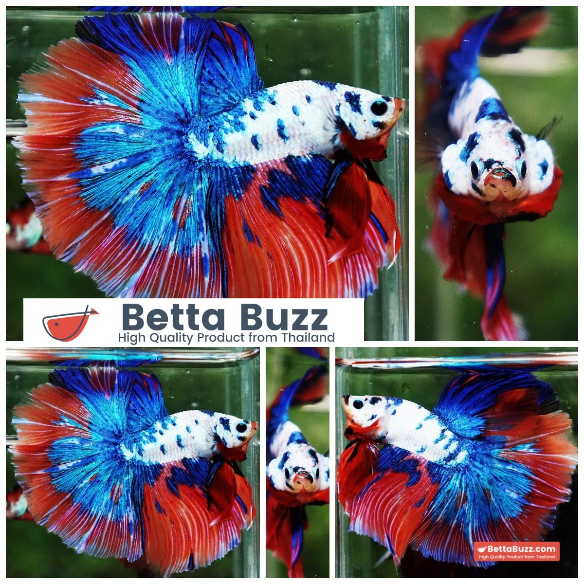 Betta fish Magical Pink Blue Marble Series OHM