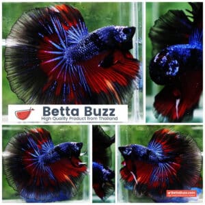 Betta fish King Blue Warriors On Fire Black Ring OHM